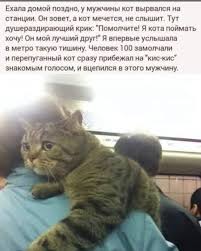 приколы с кошками смешное видео про котов 100 позитив Pin Ot Polzovatelya Moony Na Doske Shutki V 2020 G Smeshno Smeshnoj Yumor Veselye Shutki