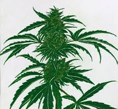 Images of weed drawing easy golfclub. Cannabis Plant Drawing By Jaredcox On Deviantart