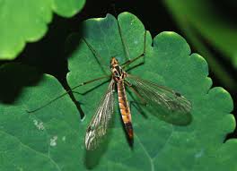 Pay particular attention to the undersides of leaves where. Crane Fly Wikipedia
