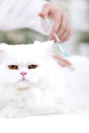 Fvrcp vaccines are available in either version, and your veterinarian will be able to select the appropriate one for your cat, based chlamydiosis: The Truth About Feline Vaccinations What You Should Know Before You Vaccinate Your Cat The Scaredy Cat Hospital