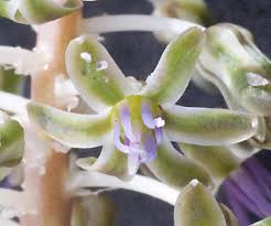 Image result for Ledebouria revoluta