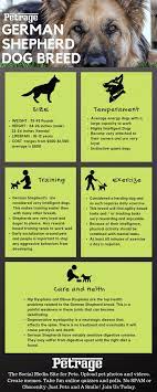 German Shepherd Dog Breed Infographic German Shepherd Puppies Training German Shepherd Puppies Shepherd Puppies