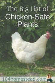 We did not find results for: Can My Chicken Eat This Plants For Chickens Raising Chickens Chicken Diy
