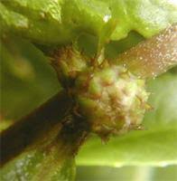 Image result for Struchium