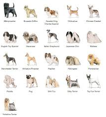 Latch Methods Of Organization Toy Dog Breeds Hypoallergenic Dog Breed Dog Breeds