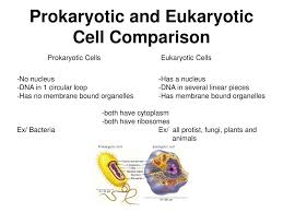 Create a shadowed circle within it for the nucleolus. Ppt Structures Of Eukaryotic Cells Powerpoint Presentation Free Download Id 7105121