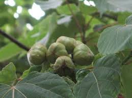 Image result for Aleurites