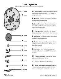 • quiz wiz name the organelle by sight or illustration. Cell Organelle Matching