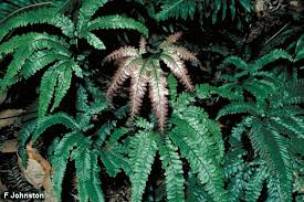 Image result for Adiantum hispidulum