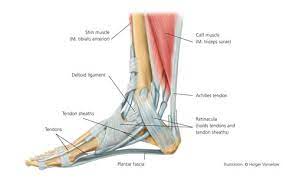 Most of the motion of the foot is caused by the stronger muscles in the lower leg whose tendons connect in the foot. Ligaments Muscles And Tendons