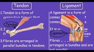 Understand the rules and style guidelines for creating crc cards, class diagrams, and. Tendon Vs Ligament Quick Differences And Comparison Youtube