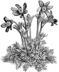 Anemone Clipart Black And White Anemone Pulsatilla Flower Clipart Etc Botanical Illustration Black And White Flower Drawing Flower Clipart