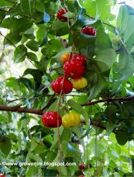Surinam cherry plants make an excellent hedge and you can prune the plants into any shape that is convenient for you. Garden Adventures Surinam Cherry Eugenia Uniflora