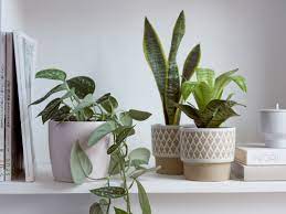 We did not find results for: Winter Care Of Houseplants