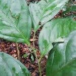 Image result for Diospyros crassiflora