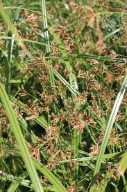 Image result for Cyperus longicarpus