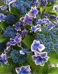 Image result for Hyparrhenia gazensis