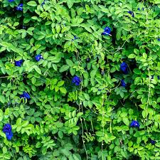 Image result for Clitoria