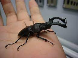 鹿角鍬形蟲rhaetulus crenatus crenatus westwood 1871 寵物蟲林混沌的天空 動物探索者 痞客邦 beetle illustration insects