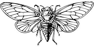 For kidsfree fun and other insects komodo dragon crayola com au horse fly supercoloring. What Are Brood X Cicadas Live Science