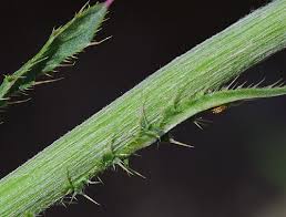 Image result for Carduus nyassanus