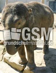 Kostenlos bilder zum ausmalen drucken. Indischer Elefant 3 Asiatischer Elefant 06 Russeltiere Saugetiere Mammalia Fotos Tiere Grundschulmaterial De