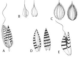 Image result for Isachne mauritiana