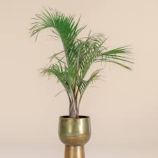 Image result for Dypsis
