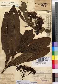 Image result for Pavetta sp. F