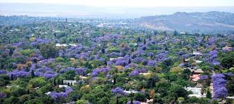 Jacaranda has a considerably short growth period compared to most trees. The Jacaranda City Pretoria