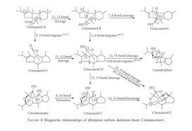 Cinnamomum aromaticum is produced in both china and vietnam. Gale Academic Onefile Document Terpenoids And Their Biological Activities From Cinnamomum A Review