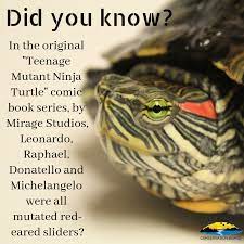 Teenage Mutant Ninja Turtles Were Originally Inspired By Red Eared Sliders Dickinson County Conservation Board Red Eared Slider Turtle Ninja Turtles