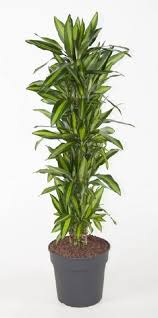 Image result for Dracaena steudneri