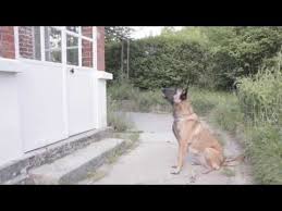 C Est Tout Bete L Aboiement Youtube Dressage Chien Chien Dresser Un Chien