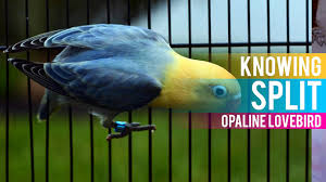All About Split On Opaline Lovebird Lovebird Breeding Tips