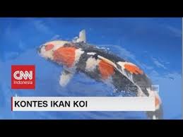 Jenis ikan mas koki merupakan salah satu ikan dengan jenis terbanyak. Ikan Koi Showa Ikan Tiga Warna Pencuri Perhatian Di Kontes Ikan Koi Youtube