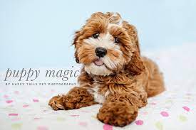 Where is happy tails puppies located. Pretty Fluffy