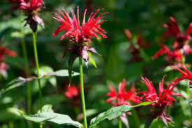 Full shade to full sun 10 Shade Tolerant Flowering Plants