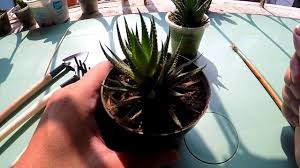 Haworthia attenuata (zebra cactus plant) small succulent, evergreen, short compact growth pattern, rosette thick fleshy leaves, white tubercles. Zebra Plant Propagation Youtube