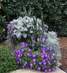 Image result for sanvitalia combine in pots