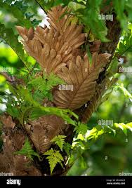 Image result for Drynaria