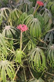 Image result for Jatropha multifida