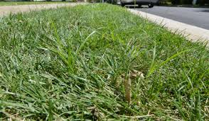 Control yellow nutsedge in may and june with applications of organic arsenicals or basagran (bentazon). July News From Fairway Green Fairway Green