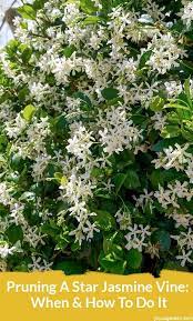 Pruning A Star Jasmine Vine When And How To Do It Jasmine Plant Star Jasmine Vine Jasmine Vine