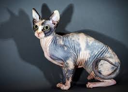 Sphynx kittens are heavily wrinkled, but as they grow the wrinkles smooth out, although some remain throughout the cat's life. Sphynx Hereditary Myopathy Ufaw