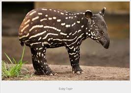 Image result for cute baby animals