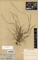 Image result for Paratheria