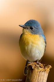 The color of the blue in the birds changes according to the light. Top 25 Wild Bird Photographs Of The Week Blue Wild Bird Revolution