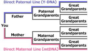 Gingerich Kingery Dna Project