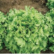 We did not find results for: 48 Lettuce Seeds Ideas Lettuce Seeds Seeds Lettuce